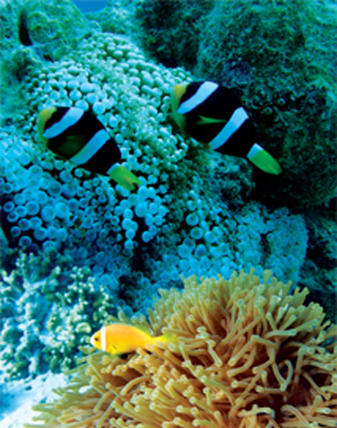 Coral Bleaching in Lakshadweep